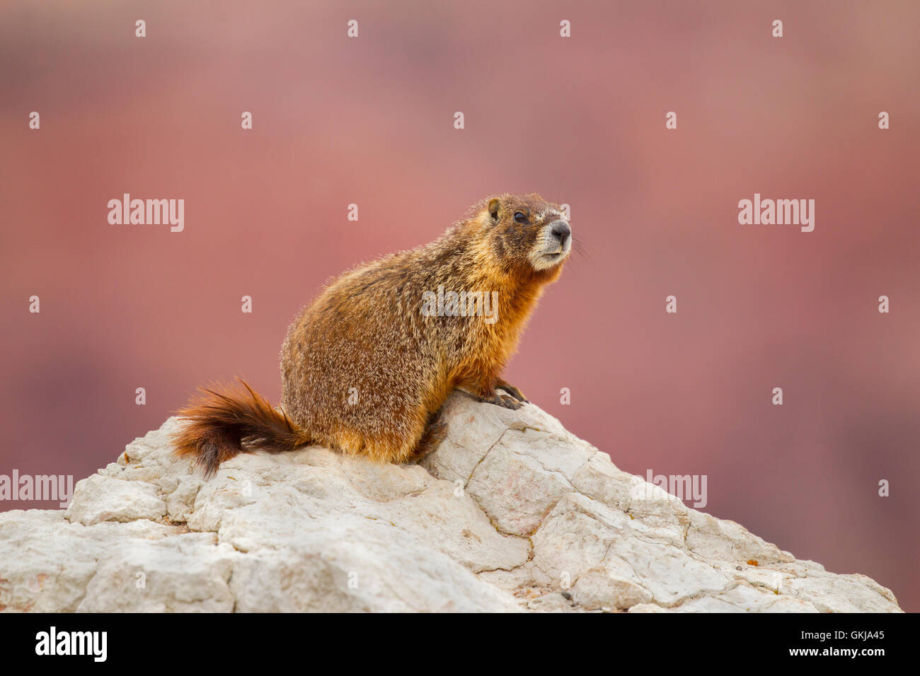 Yellow-bellied Marmot  Marmota flaviventris  Cedar Breaks National Monument, Utah, United States 1 July       Adult        Sciur Stock Photo