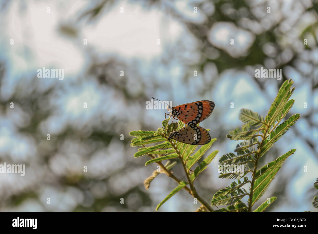 butterflies mating Stock Photo