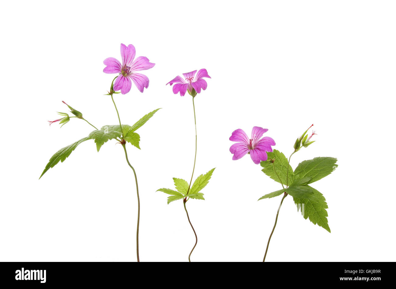 Crane's bill Geranium flowers and foliage isolated against white Stock Photo