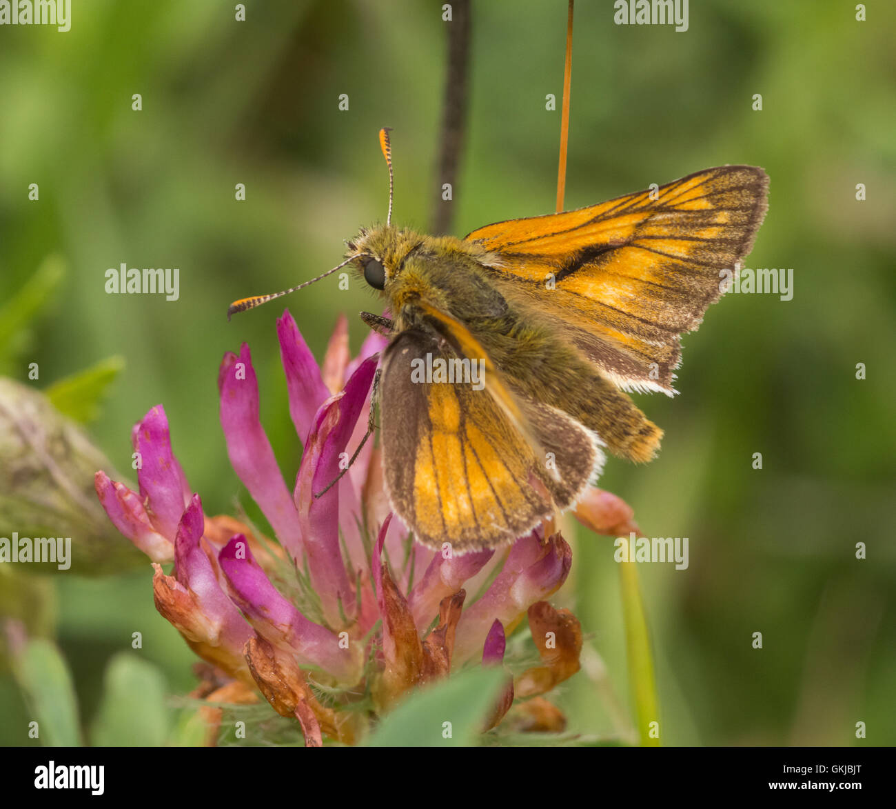 Large Skipper butterfly, Butterfly Conservation Reserve, Mabie Forest, Dumfries, Scotland, UK Stock Photo