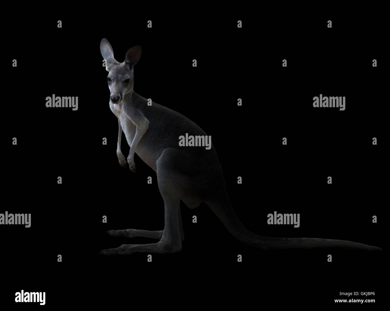 kangaroo standing in the dark with spotlight Stock Photo