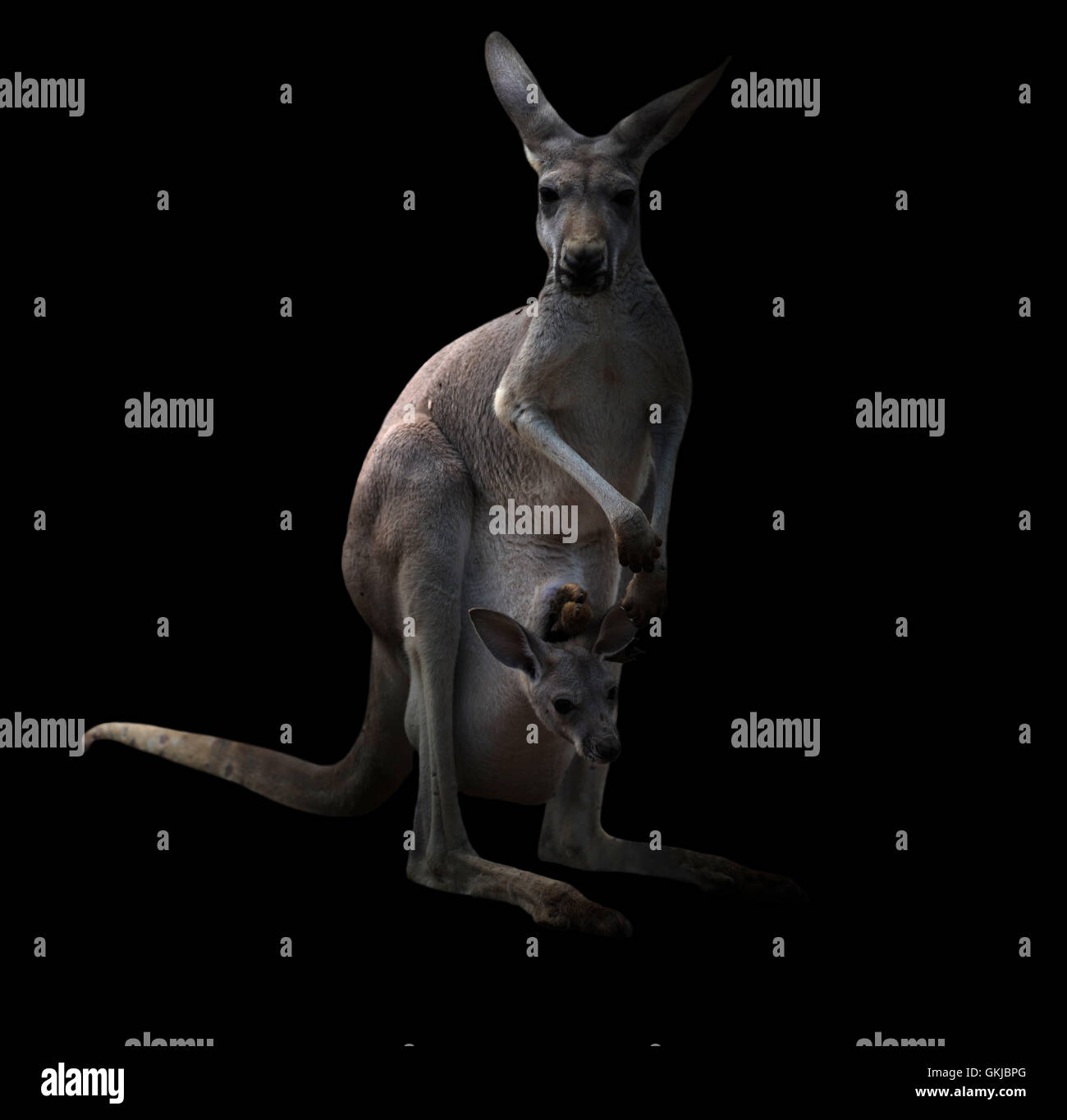 female kangaroo and joey in the dark with spotlight Stock Photo