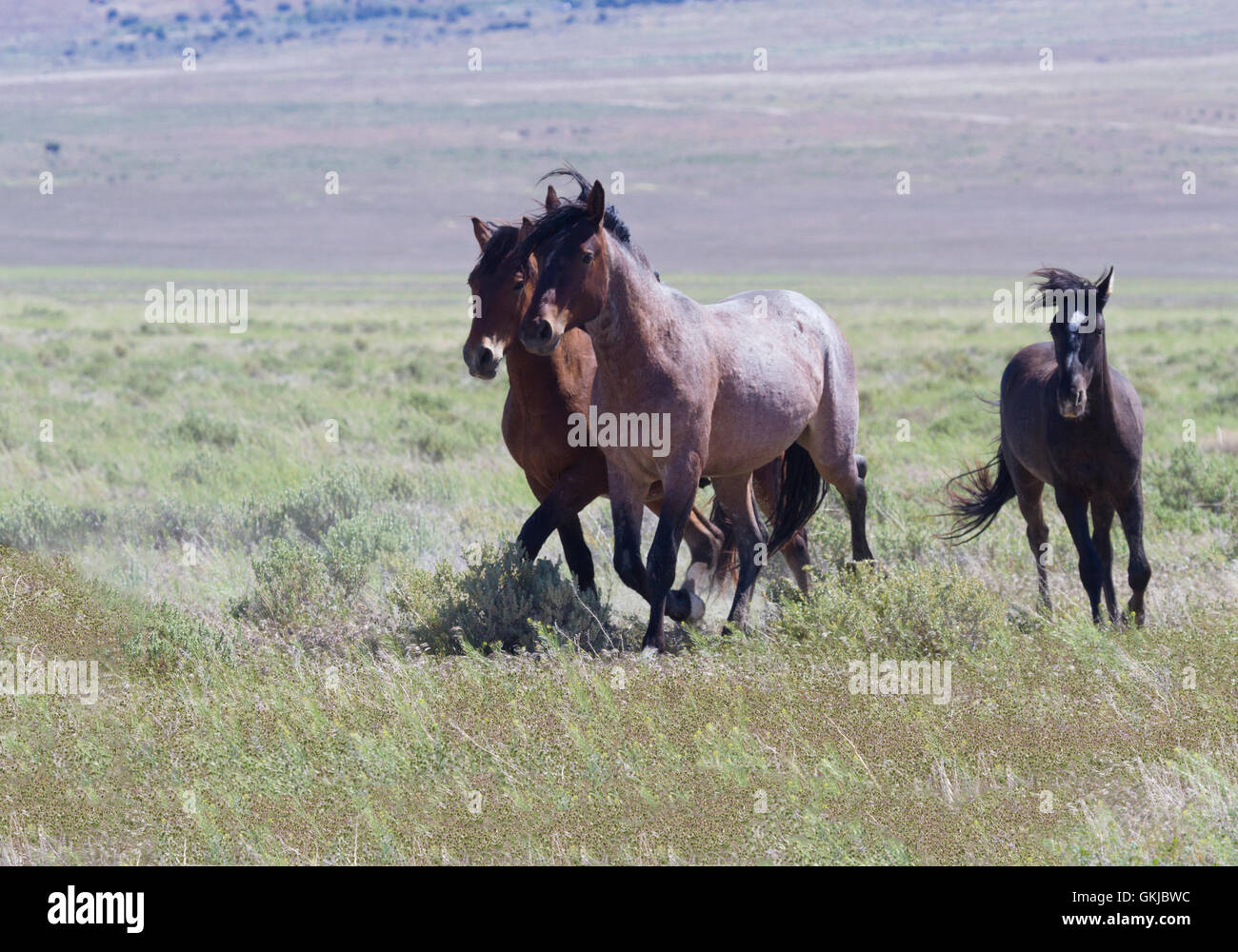 Trio of galloping wild horses in Utah at Onaqui Mountains Herd Management Area.  Symbols of Old West in Tooele County Stock Photo