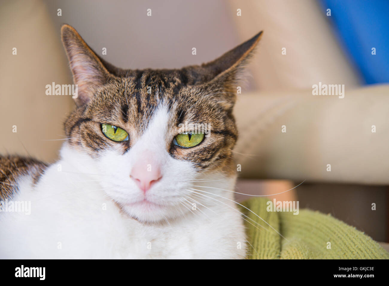 Tabby and white cat's face. Close view. Stock Photo