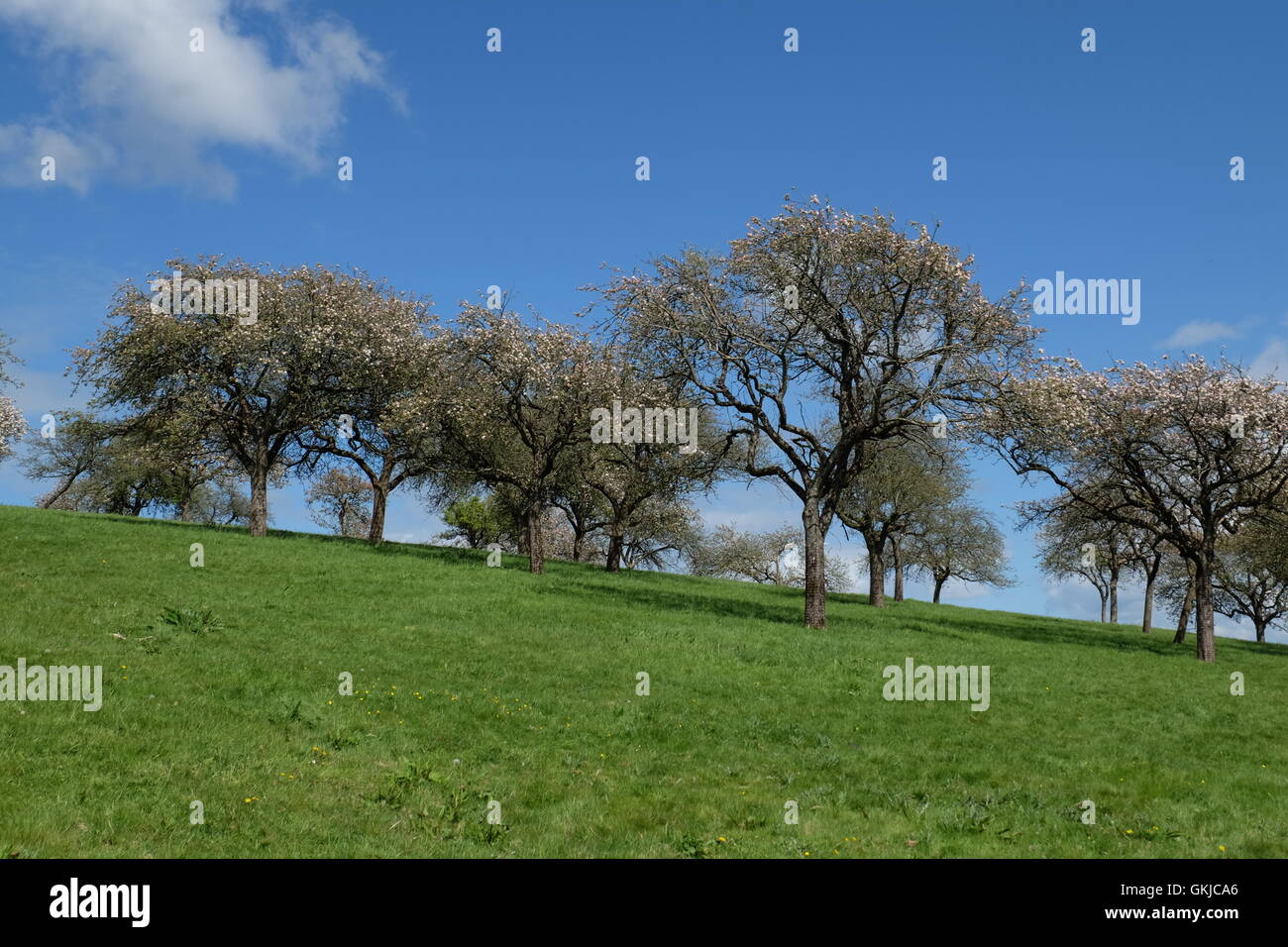 Apple orchard in blossom at Whimple, Devon Stock Photo Alamy