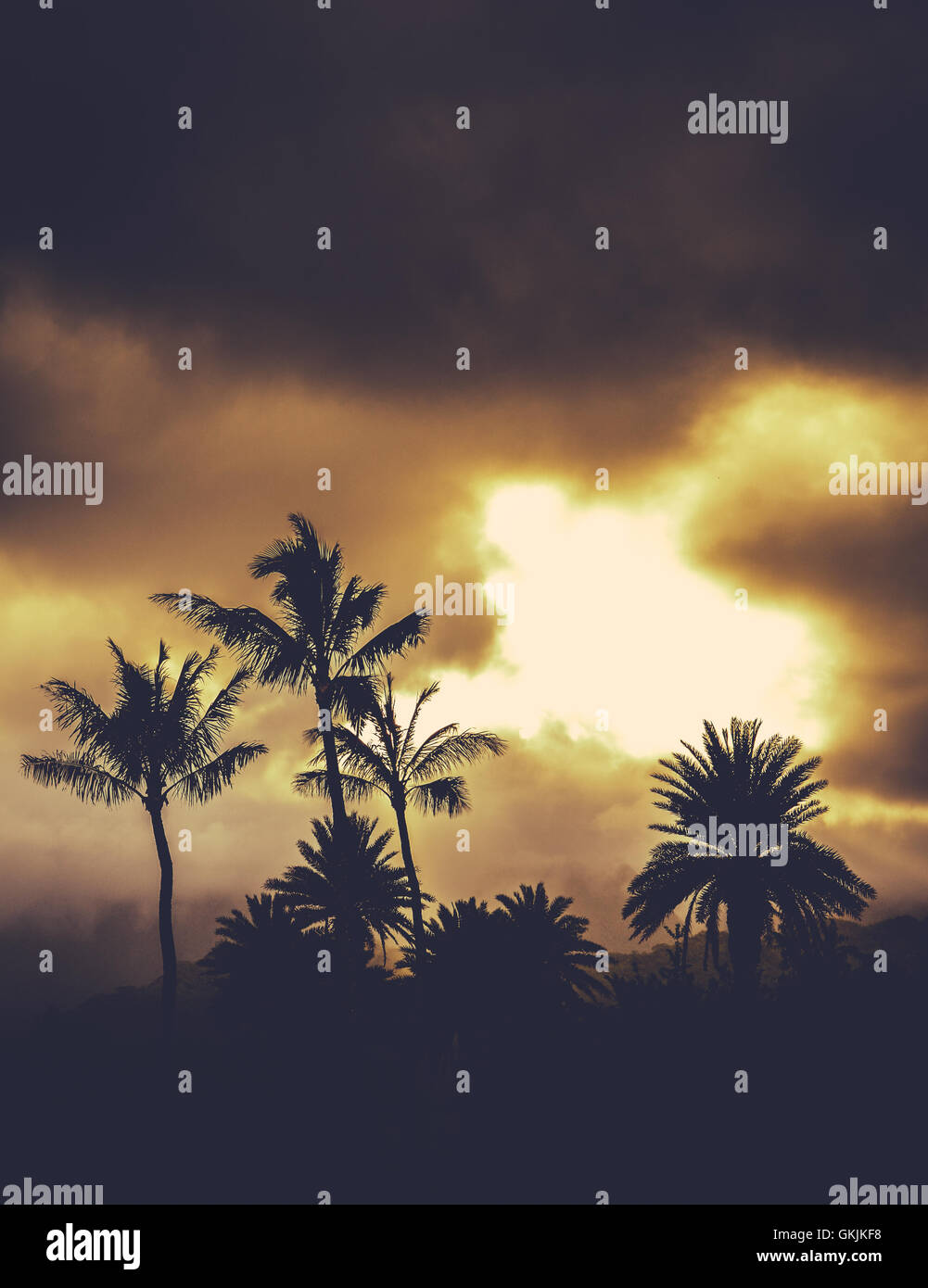 Dramatic sunset palm trees hi-res stock photography and images - Alamy