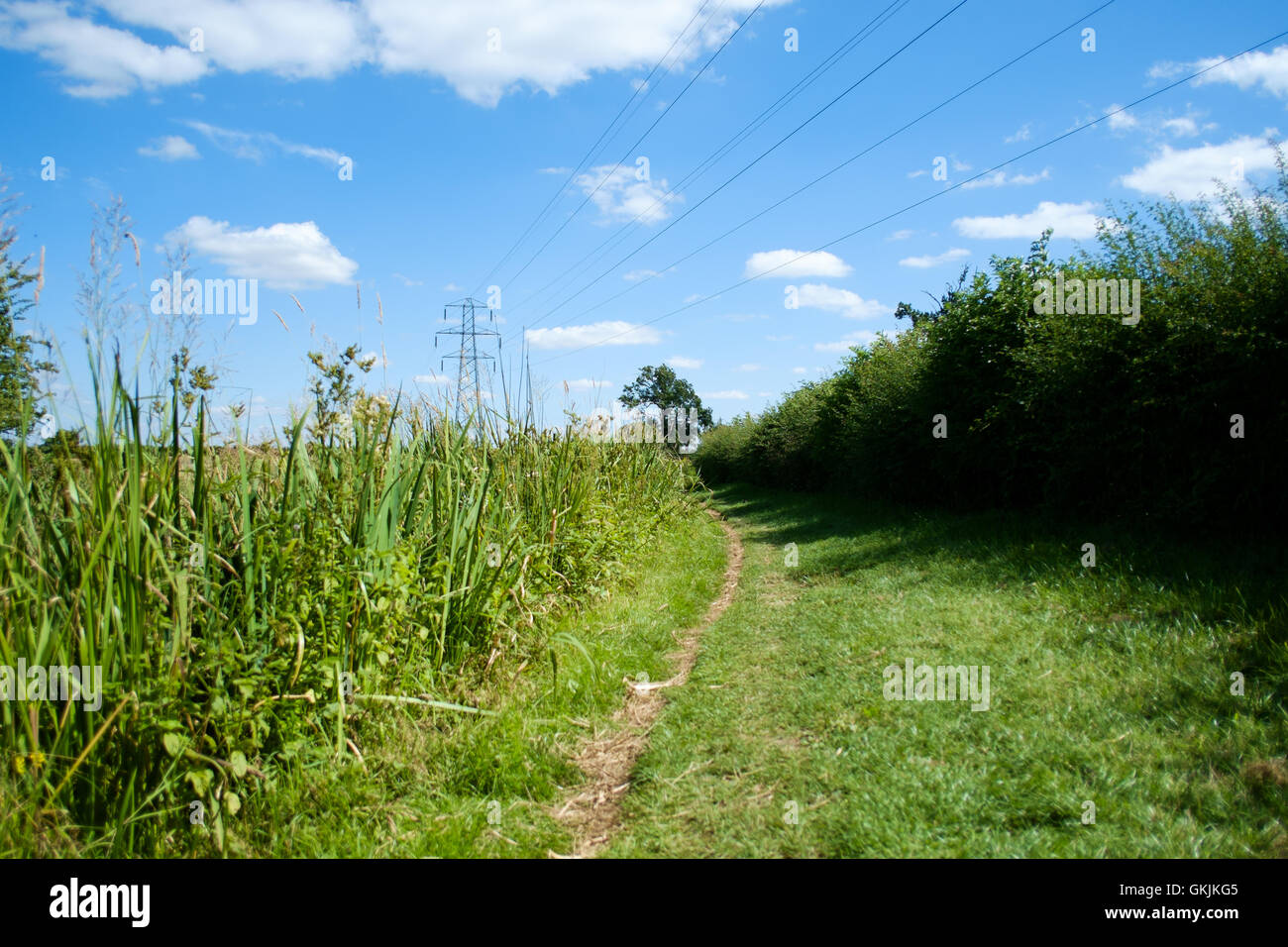 Electricity pylon in countryside on summer day, East Midlands, England Stock Photo
