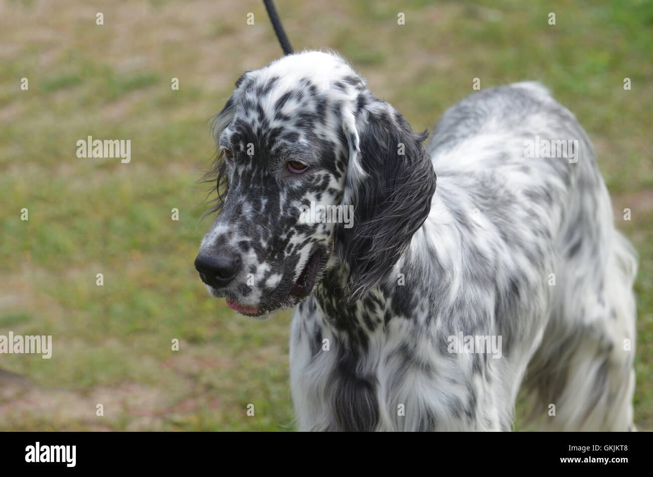Laverack english setter 2025