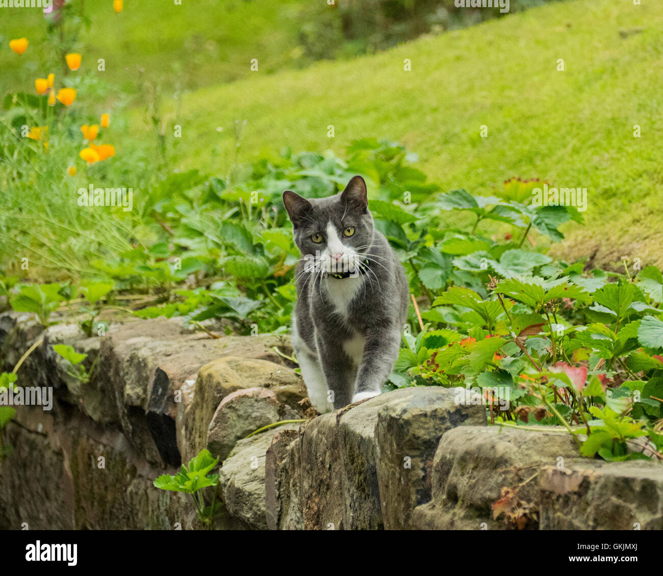Grey and white kitten,in a garden Stock Photo - Alamy