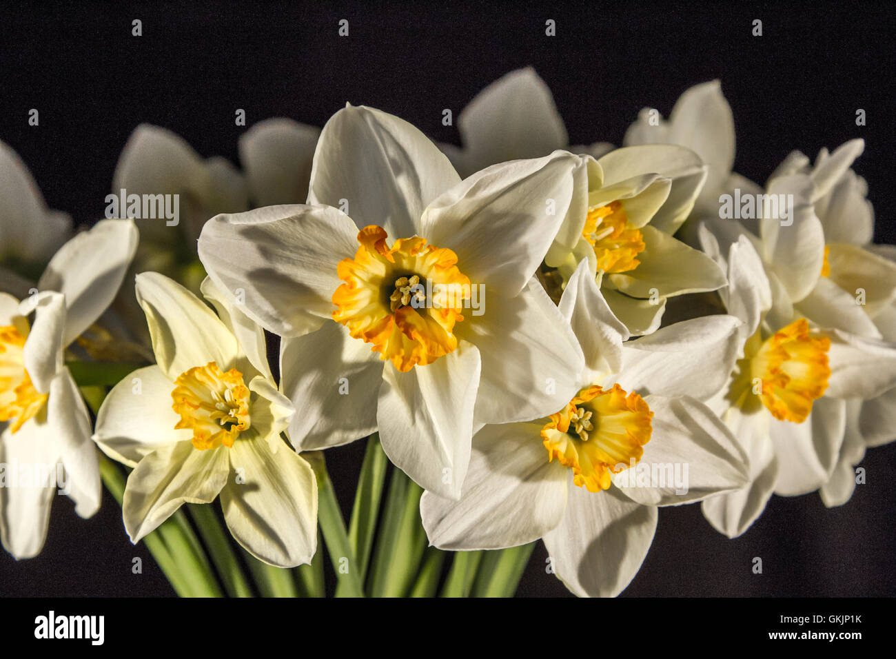Still life of a bunch of Daffodils Stock Photo - Alamy