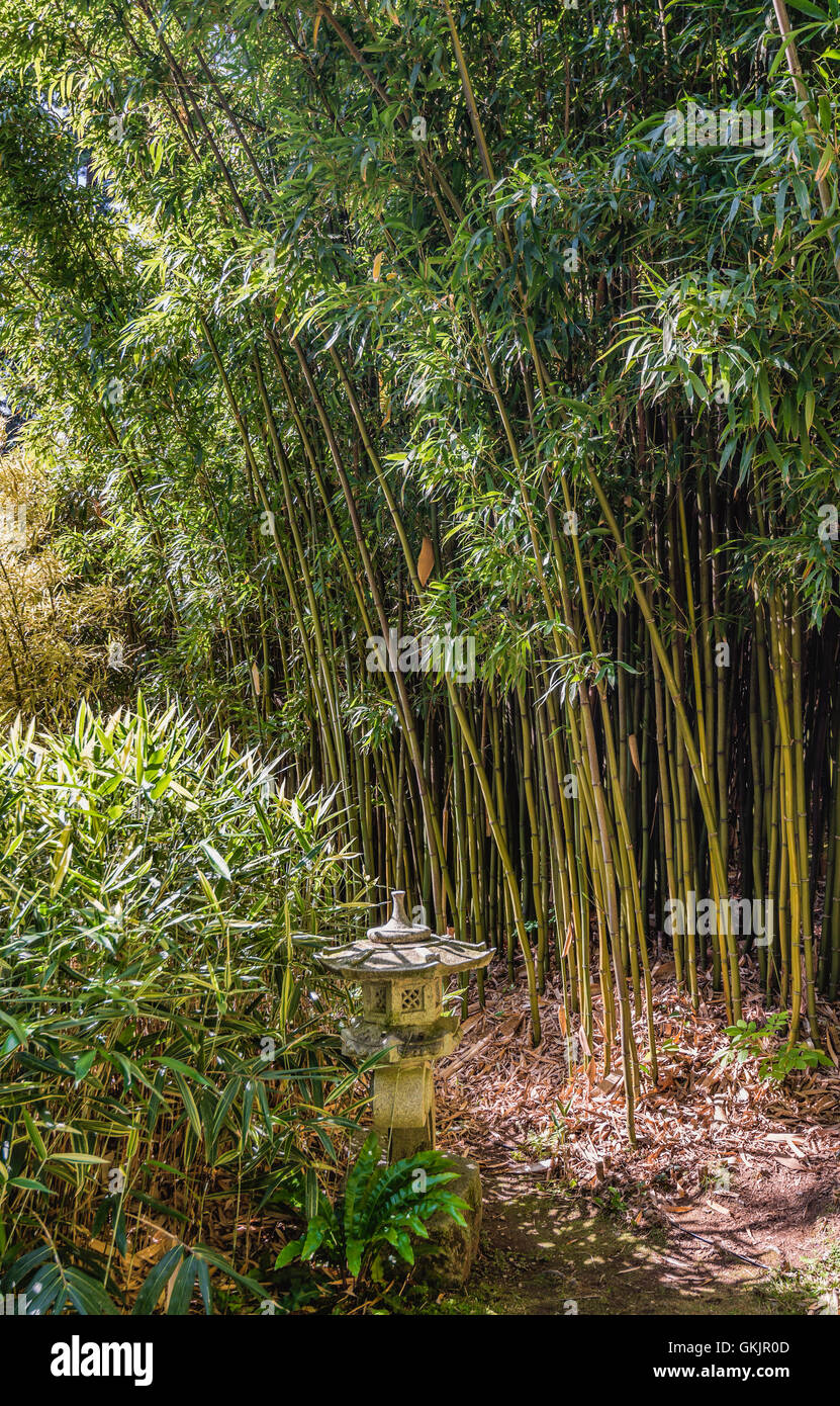 Bamboo Garden at the Botanical Garden of Villa Carlotta, Tremezzina, Lake Como, Lombardy, Italy Stock Photo