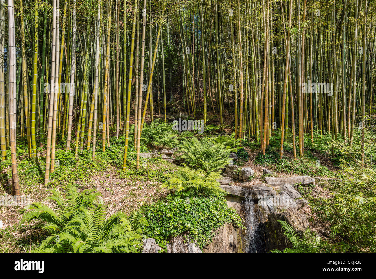 Bamboo Garden at the Botanical Garden of Villa Carlotta, Tremezzina, Lake Como, Lombardy, Italy Stock Photo