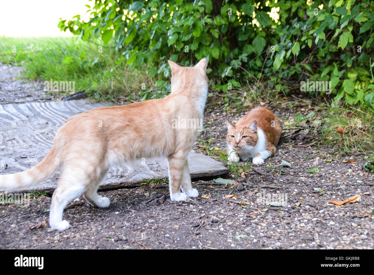 Dominance in the cat world Stock Photo Alamy