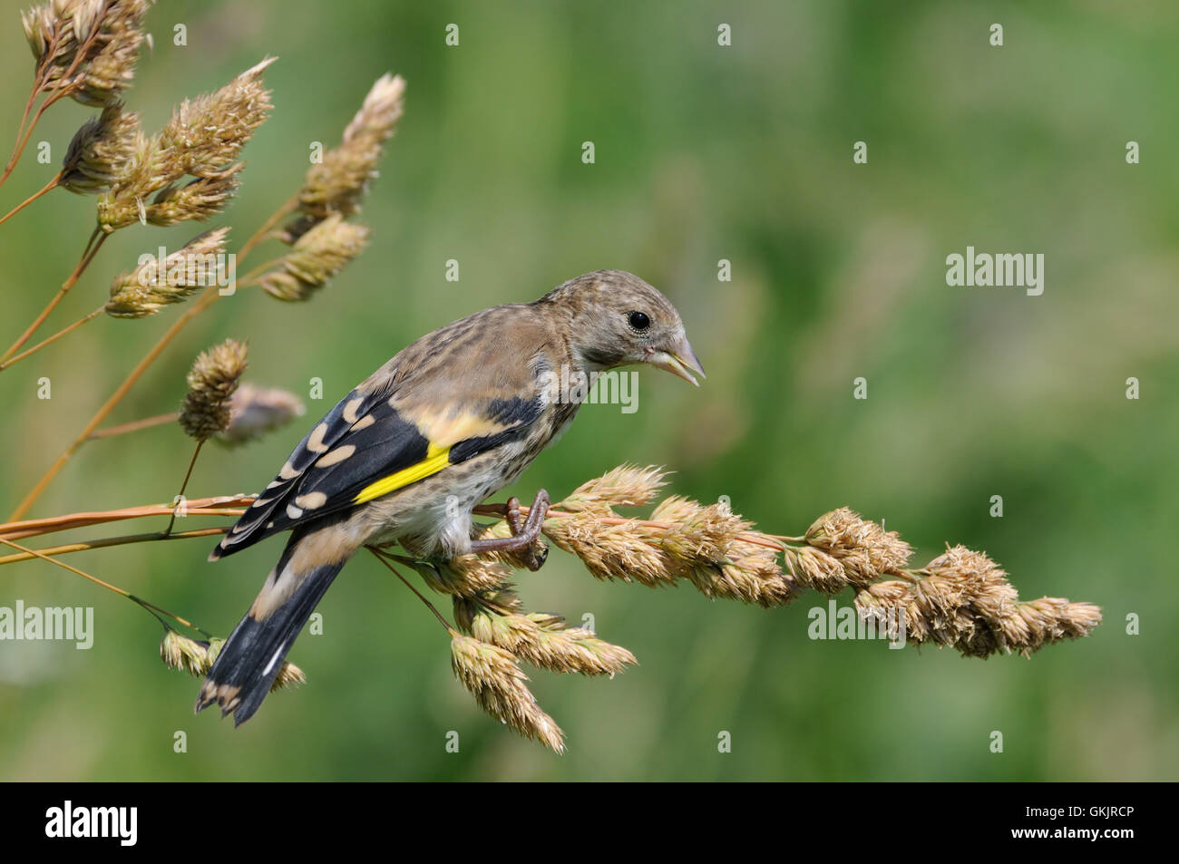 Perching juvenile Goldfinch (Carduelis carduelis) eats grass seeds. Moscow region, Russia Stock Photo