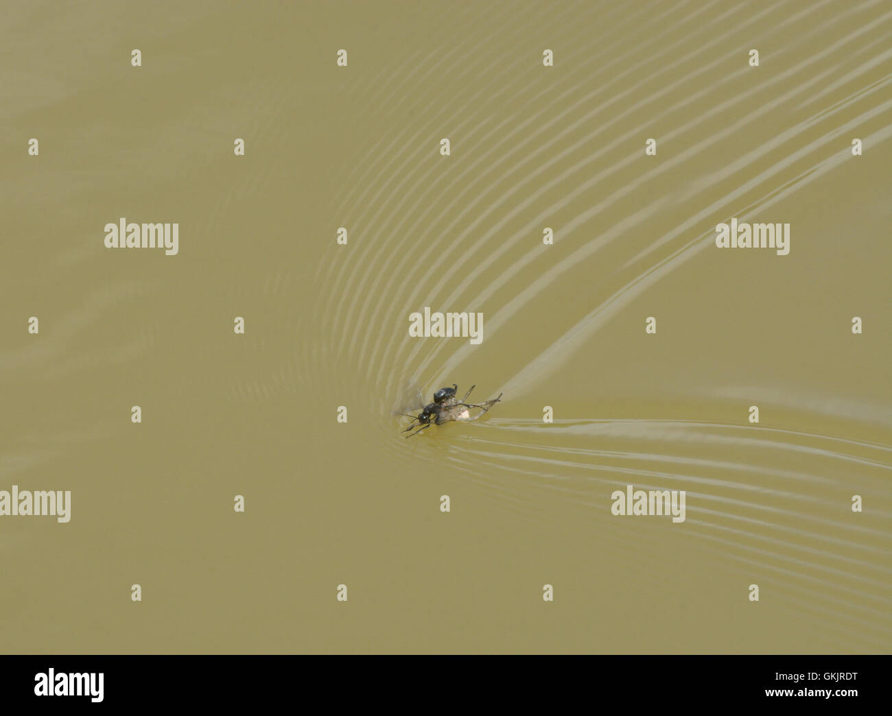 Black ant with wings ferrying dead spider across surface of lake Stock ...