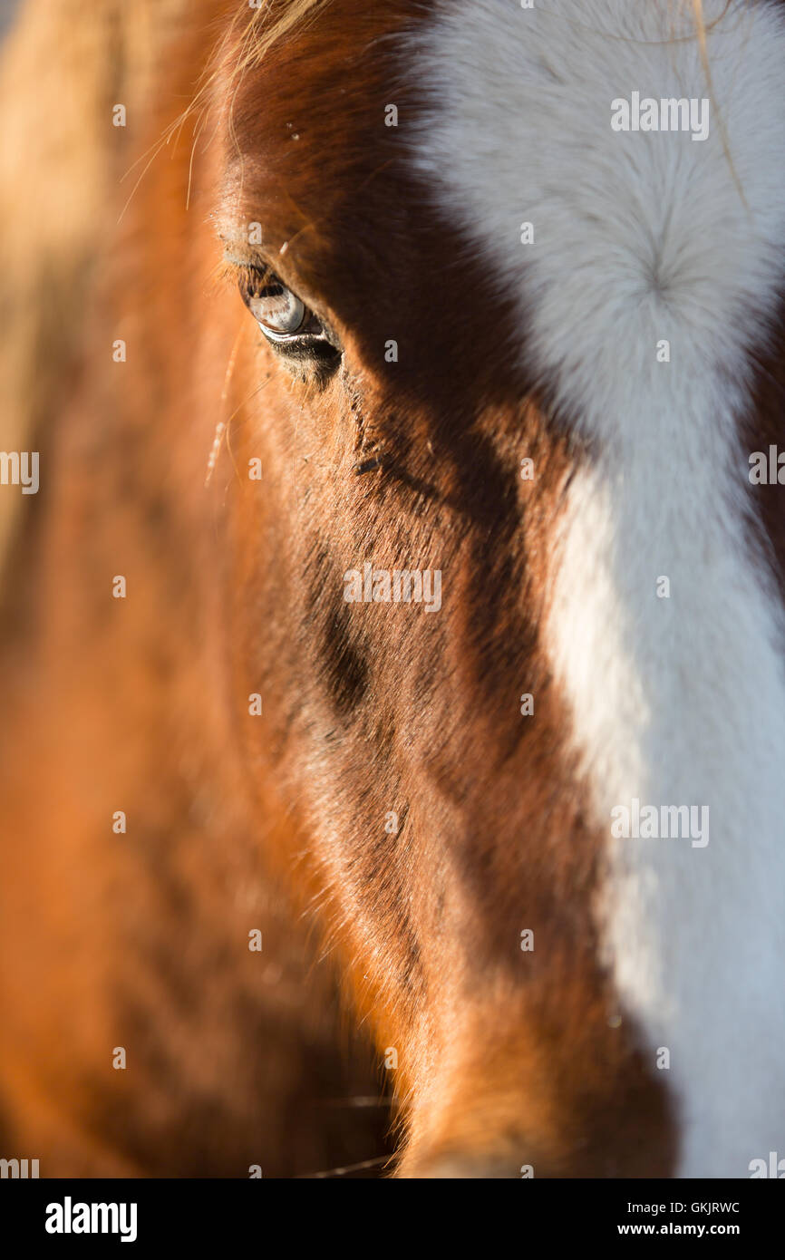 Close up of the face of a brown horse Stock Photo