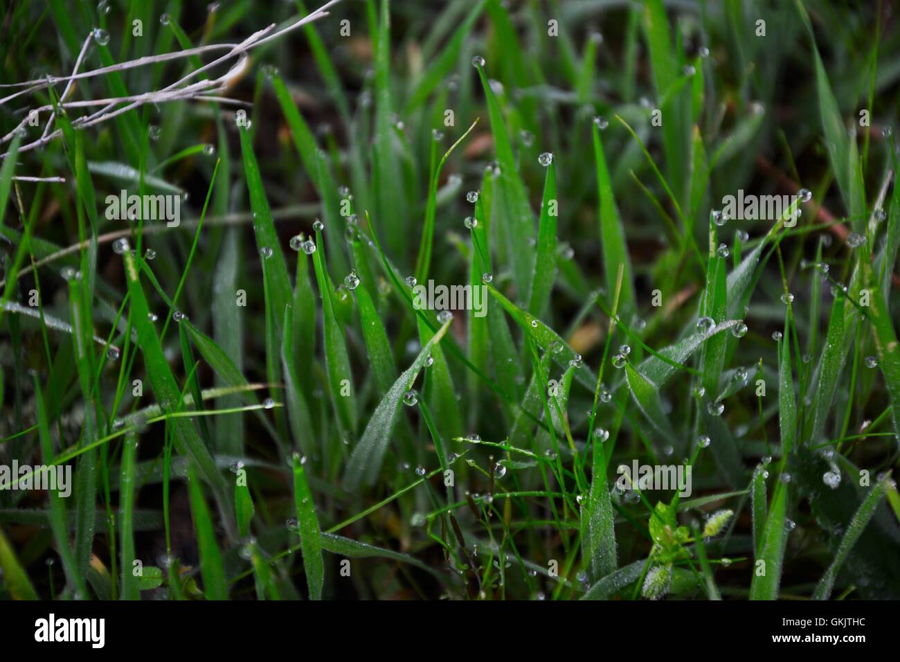 Grass with morning dew macro image Stock Photo Alamy