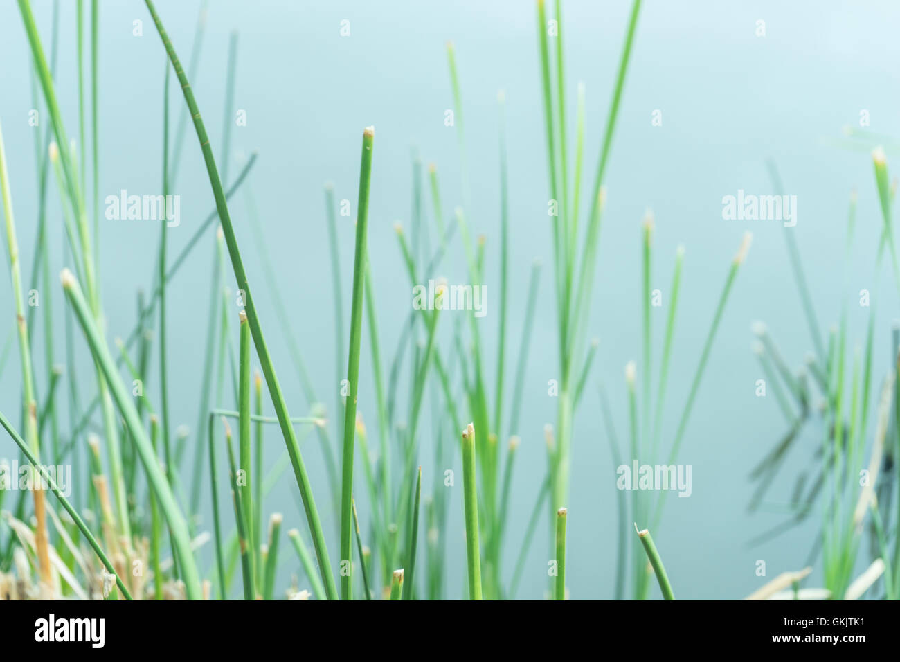 Single Pond Reed Pond closeup reed hi-res stock photography and images - Alamy