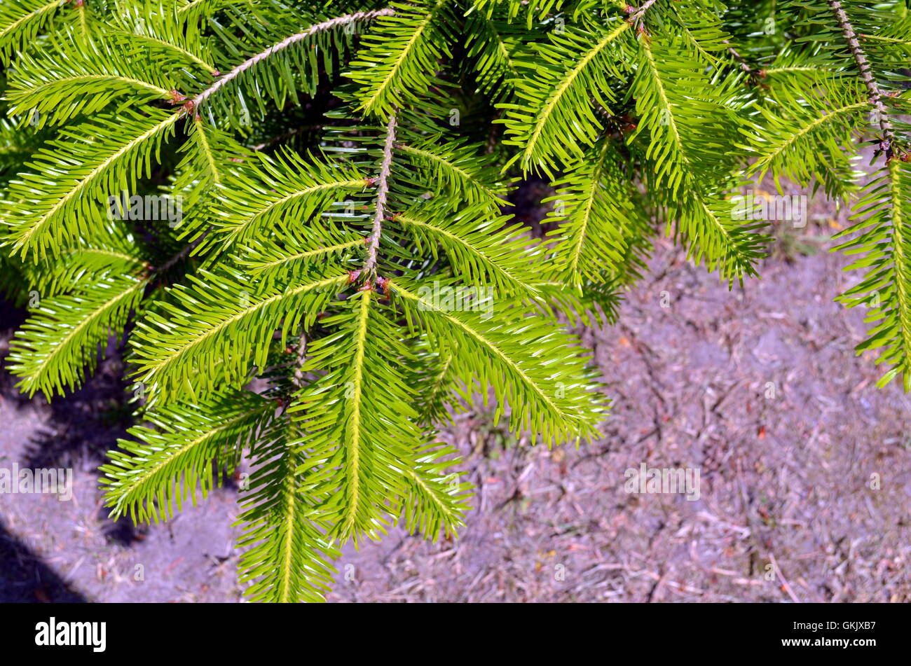 closeup shot with Branches of young evergreen conifer tree, springtime Stock Photo