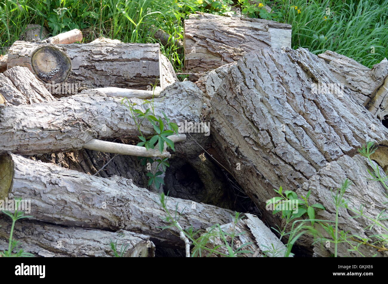 Cutted tree hi-res stock photography and images - Alamy