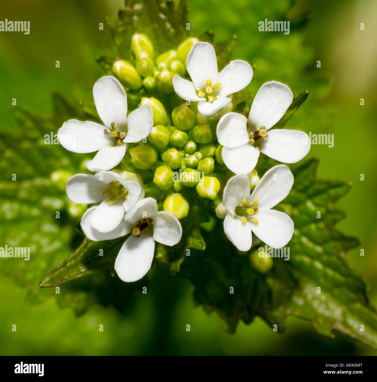Garlic mustard garden hires stock photography and images Alamy