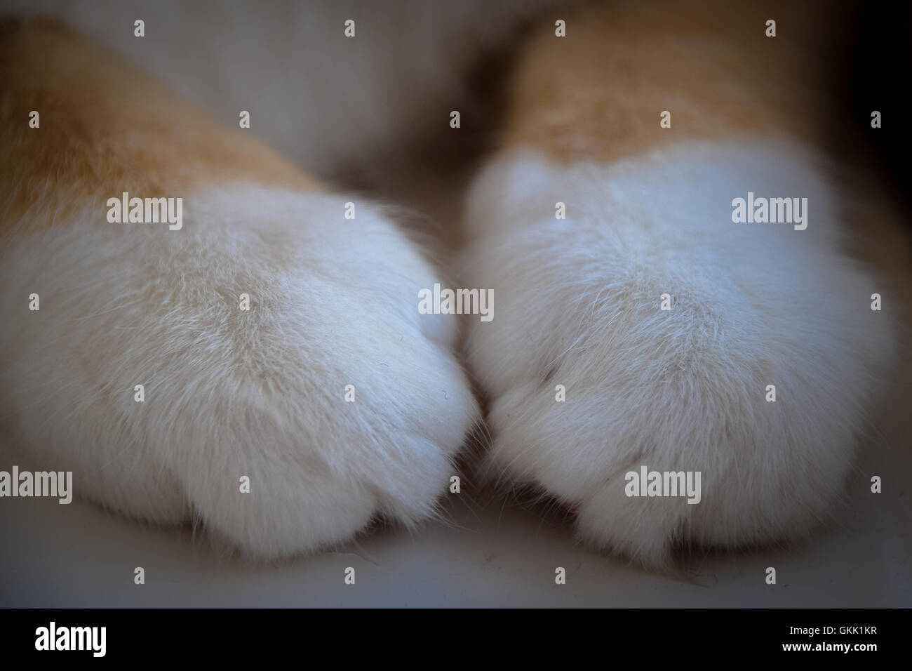 Close up of white cat paws Stock Photo Alamy