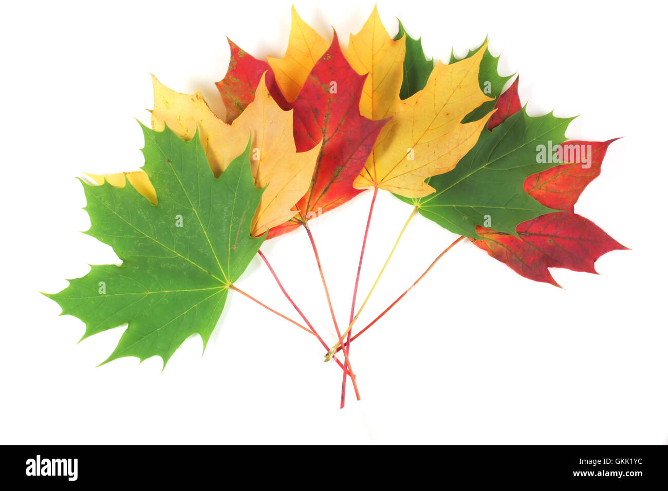 Autumn leaves spread with white space Stock Photo