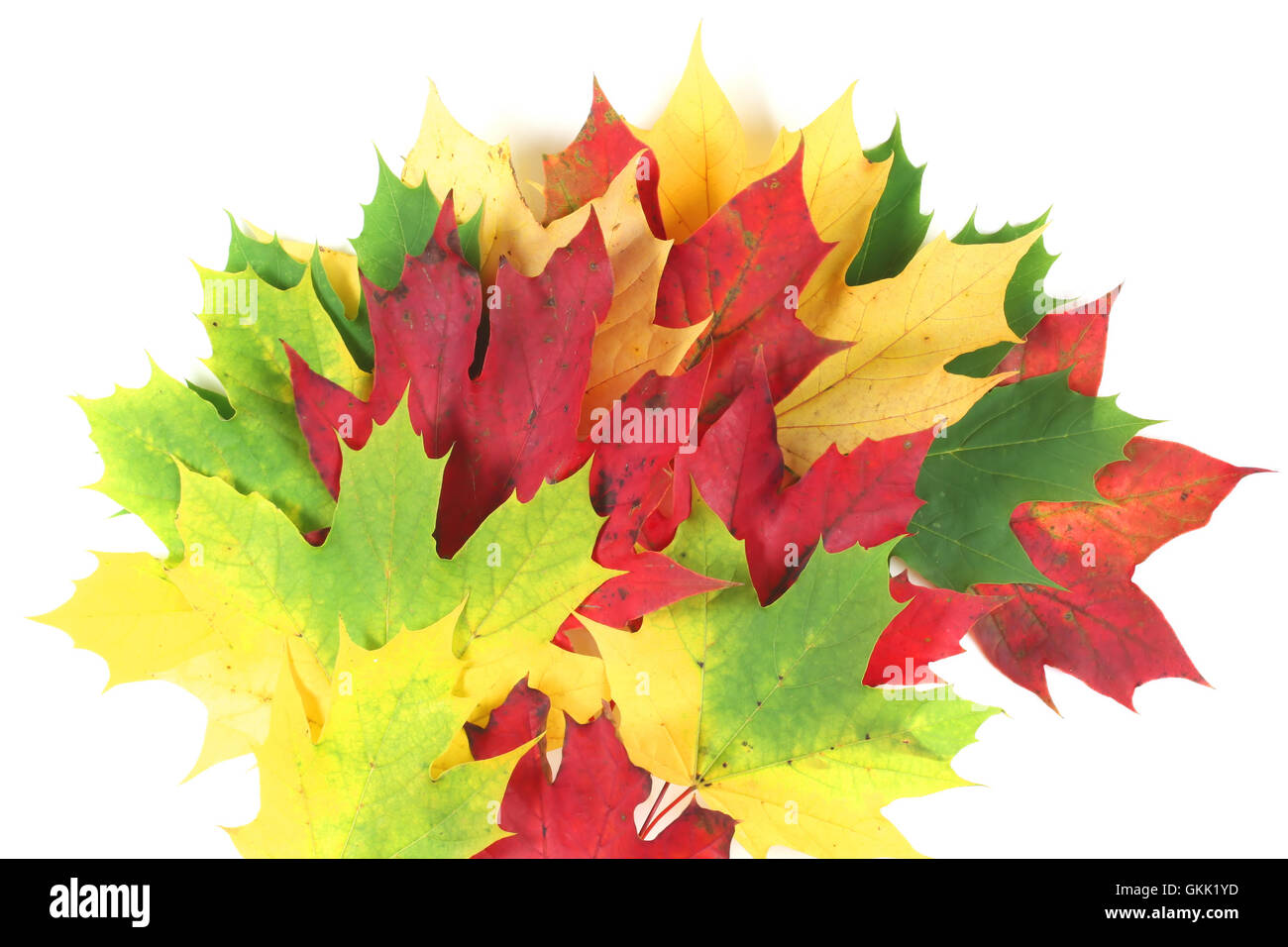 Autumn leaves splay with white space Stock Photo
