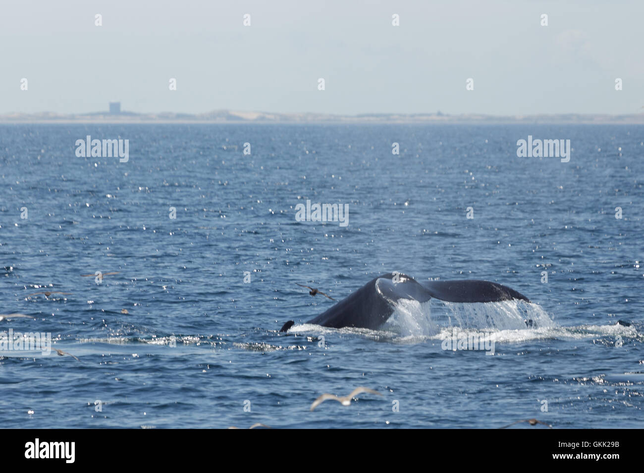 Humpback whale tail birds hi-res stock photography and images - Alamy