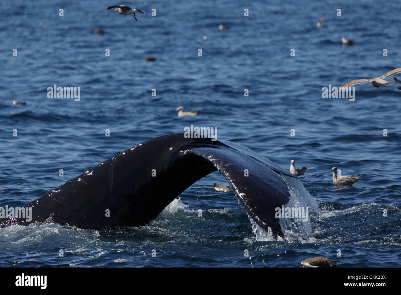 Humpback whale tail birds hi-res stock photography and images - Alamy