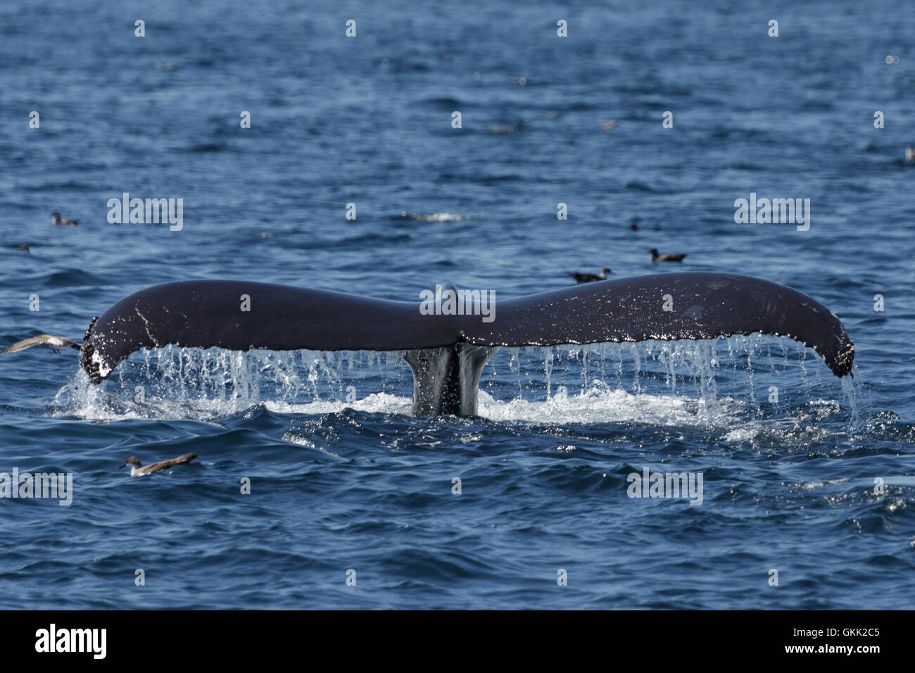 Humpback whale tail birds hi-res stock photography and images - Alamy