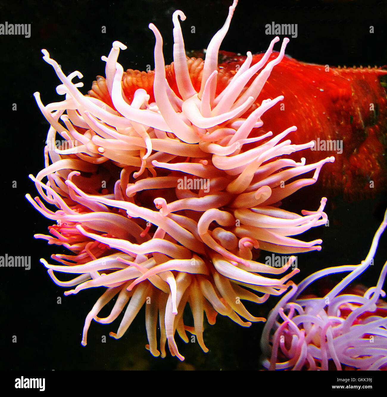 coral, ocean, free, flowing, red, pink,  reef Stock Photo