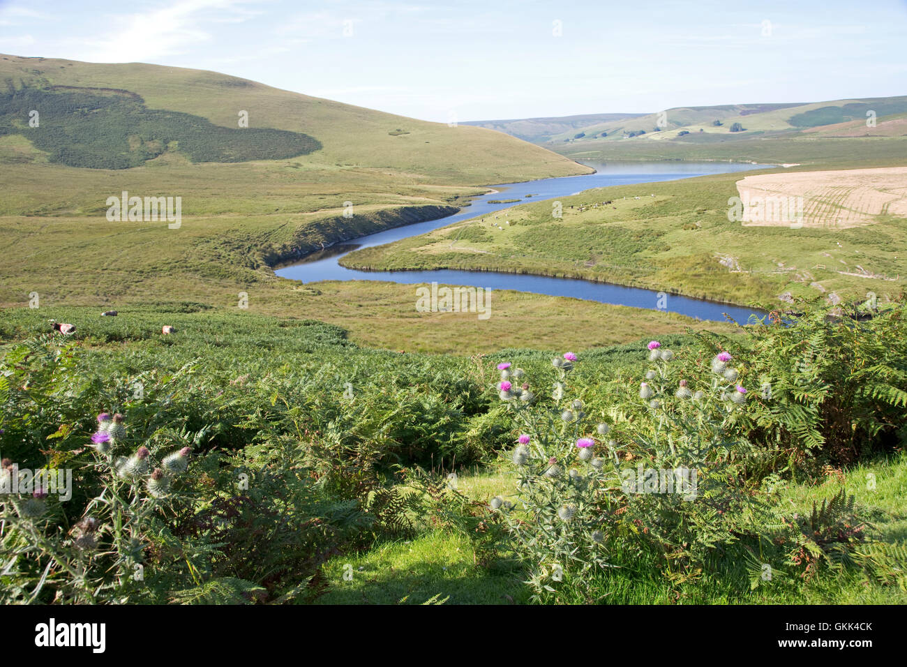 Afon Elan river flowing through Cambrian mountains Powys Mid Wales Stock Photo