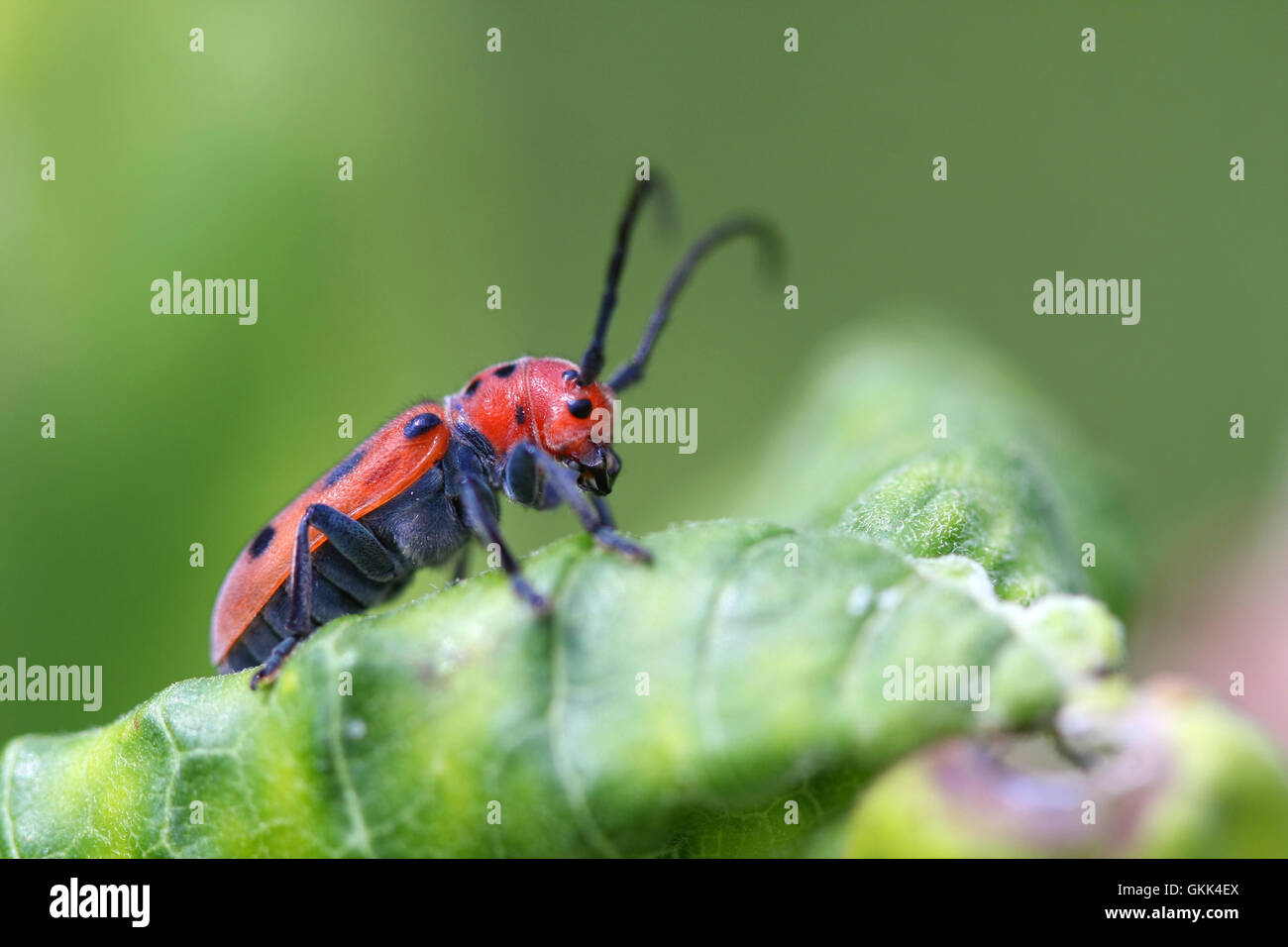 Red Milkweed Beetle Stock Photo Alamy