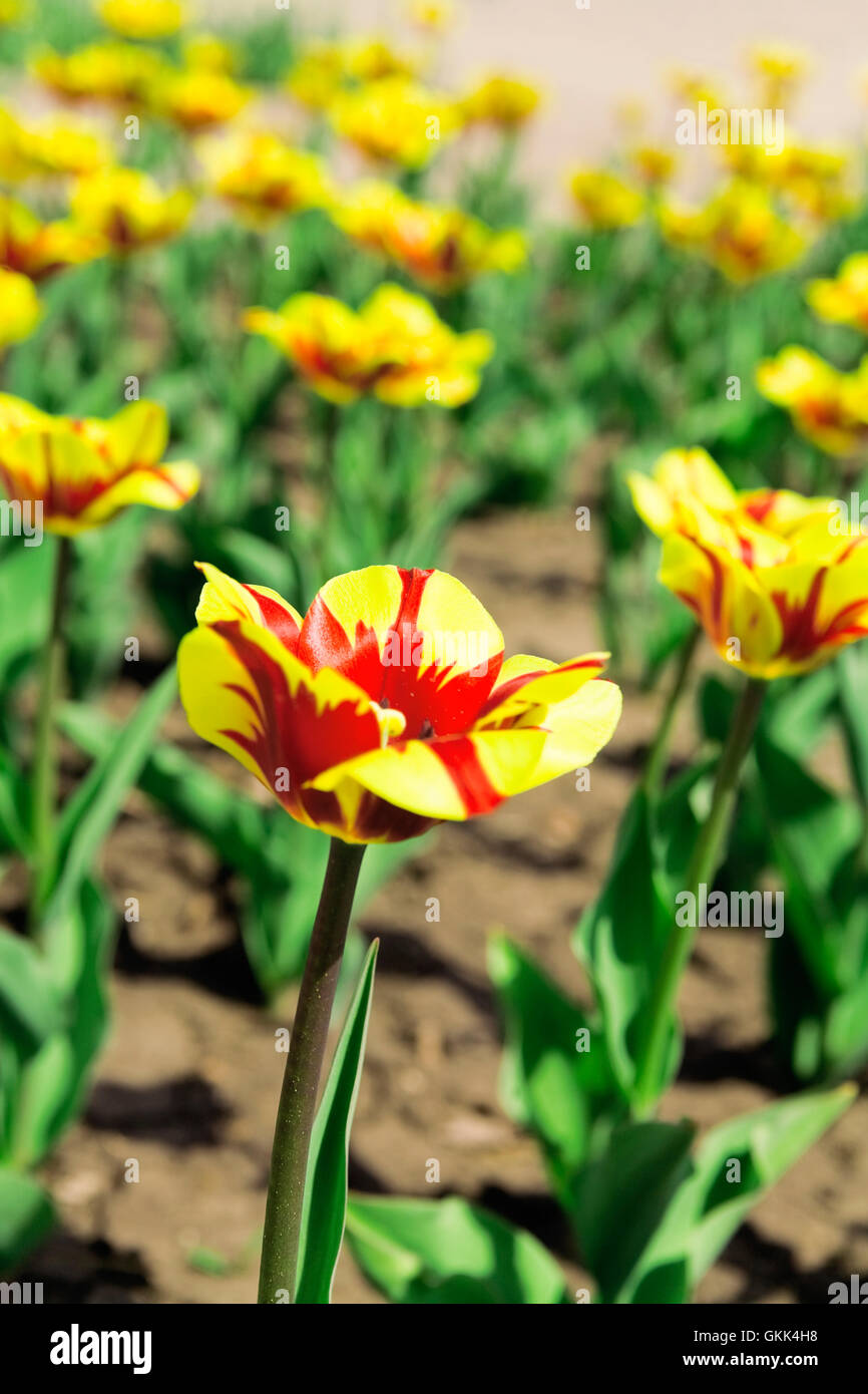 field with bright tulips on a environmental background Stock Photo - Alamy