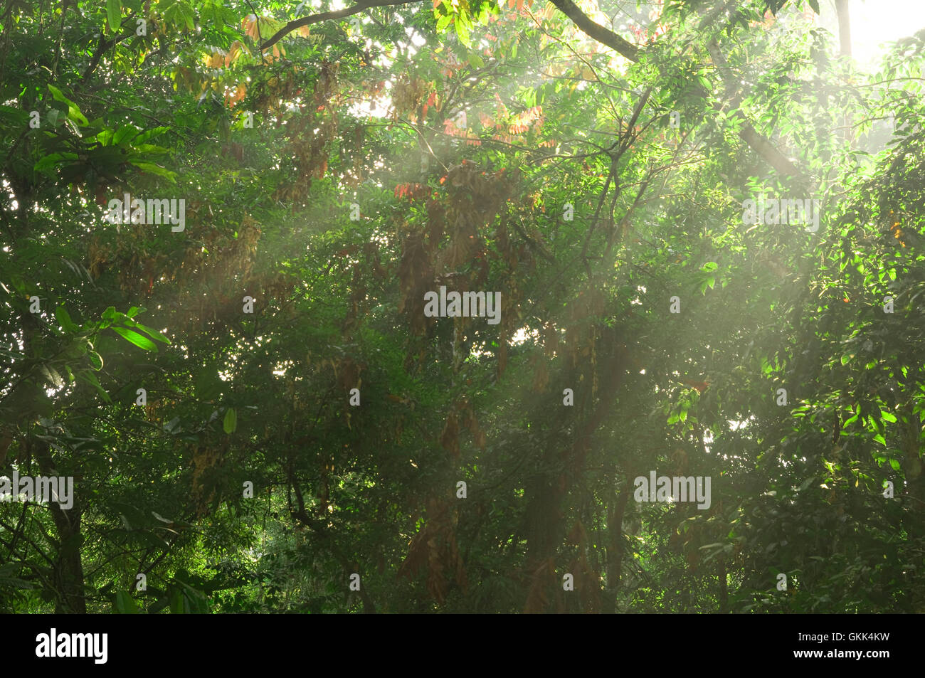 green forest with ray of lights Stock Photo - Alamy