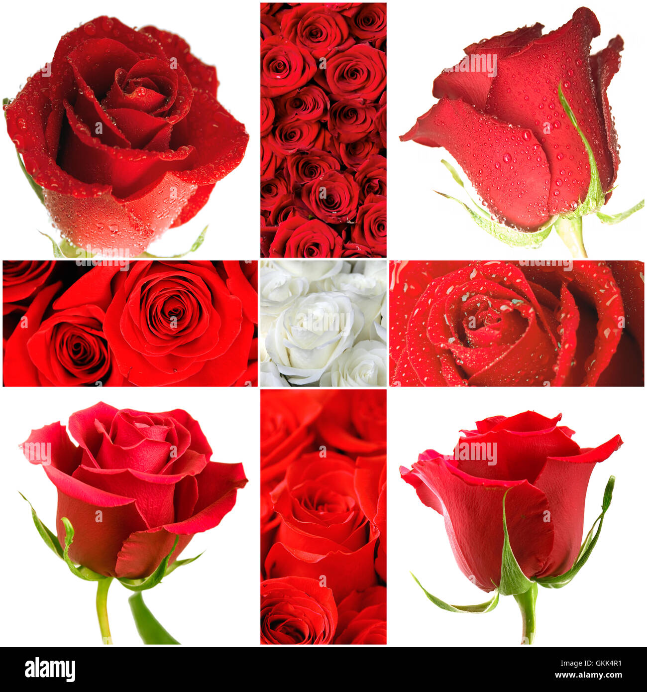 Bed of red roses full frame hi-res stock photography and images - Alamy