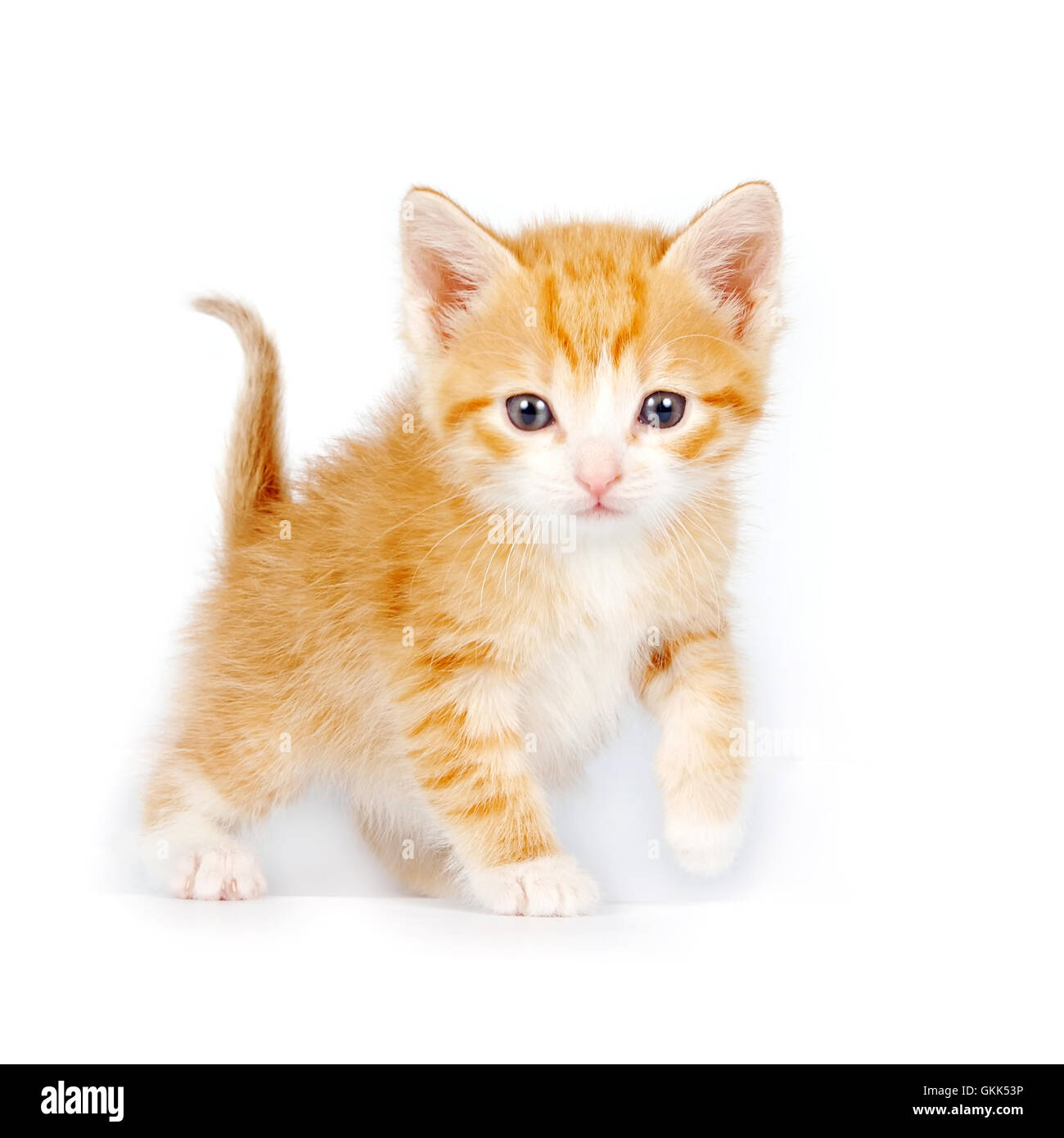 Small red curious kitten Stock Photo