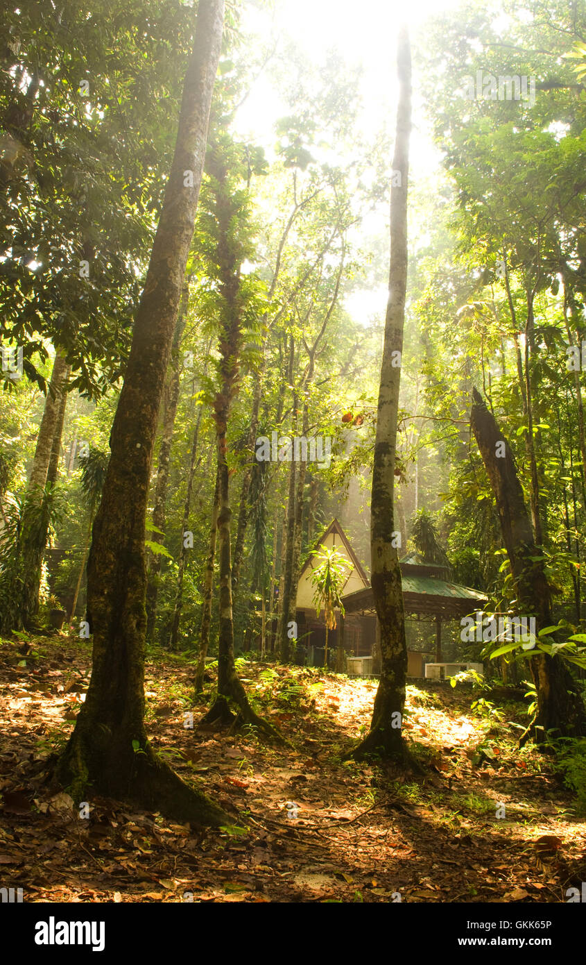 green forest with ray of lights Stock Photo - Alamy