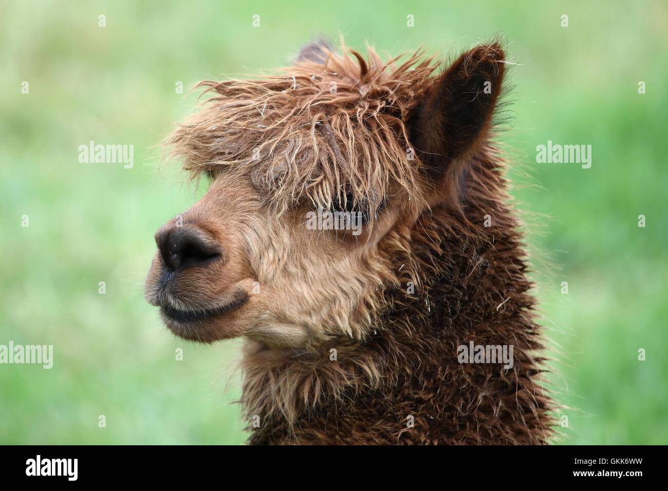 Alpaca Portrait Stock Photo