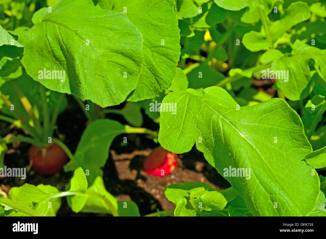 Radishes Ripe Cultivated radish hi-res stock photography and images - Alamy
