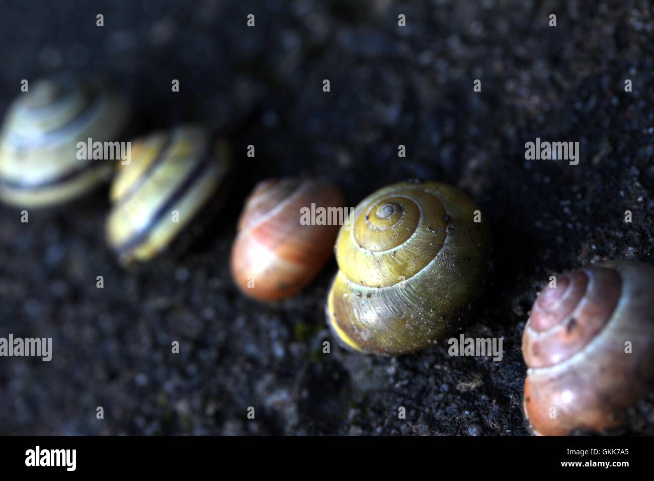 different snail houses Stock Photo Alamy