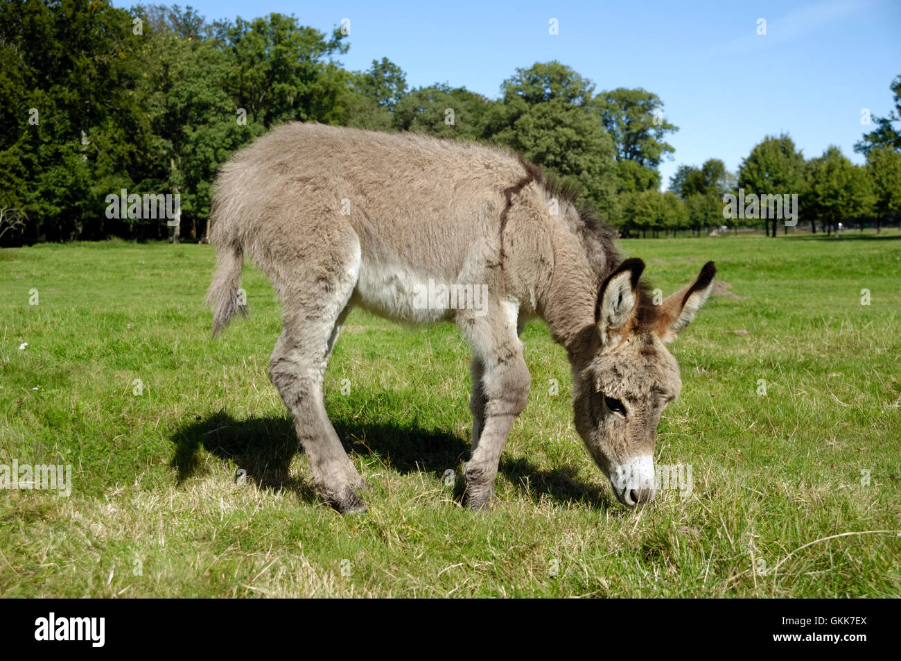 Donkey eating grass Stock Photo Alamy