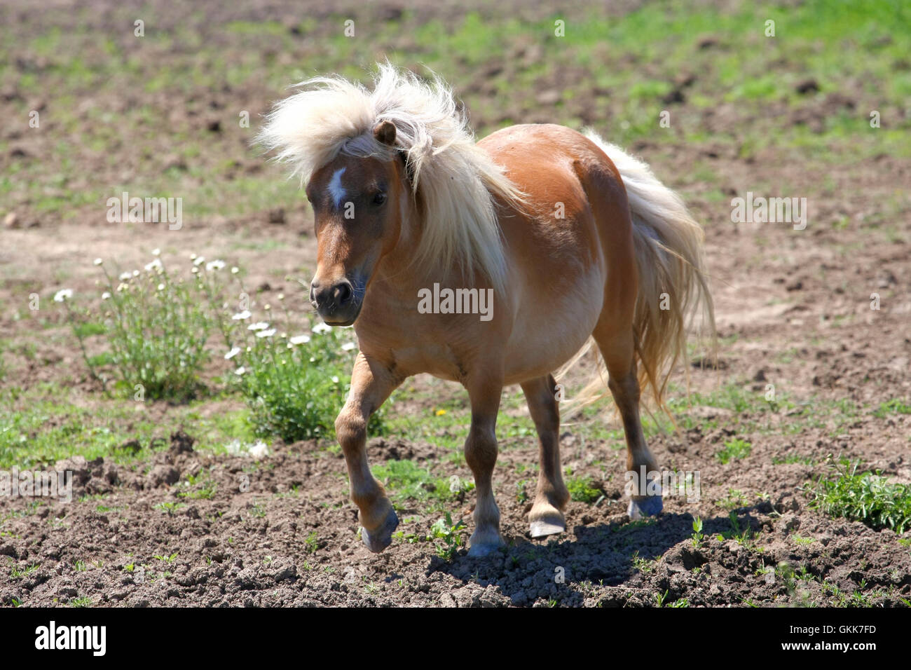 Miniature horse donkey hires stock photography and images Alamy