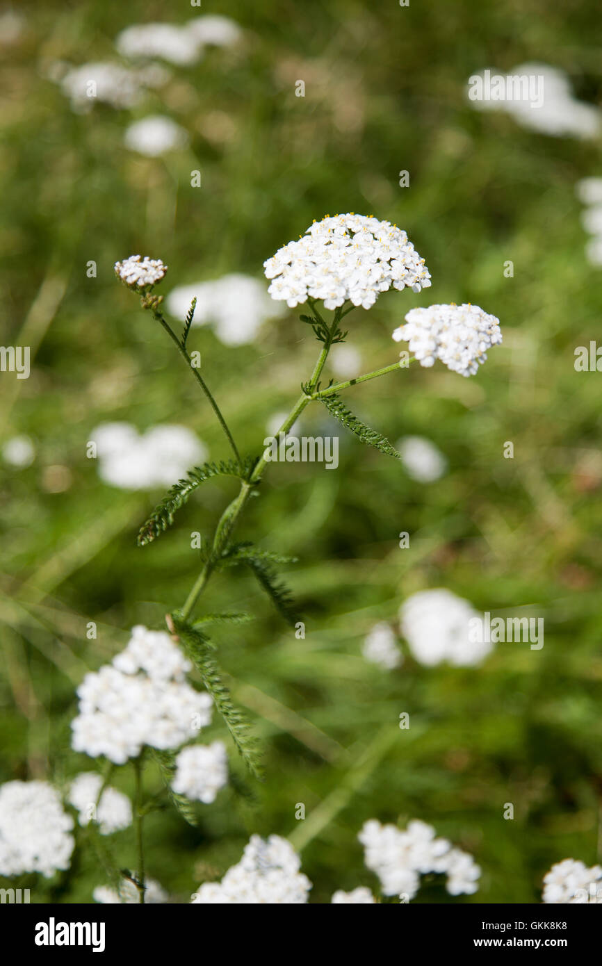 Wild Yarrow Flowers - UK Stock Photo