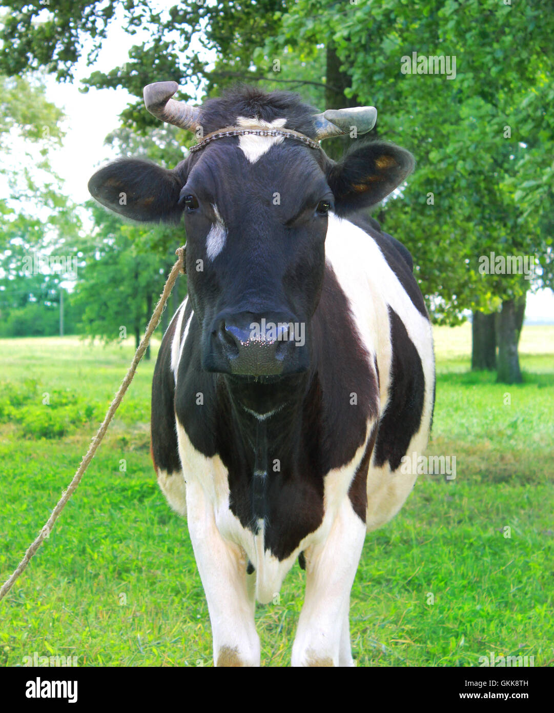 Spotted cow in a green meadow in the early morning Stock Photo Alamy