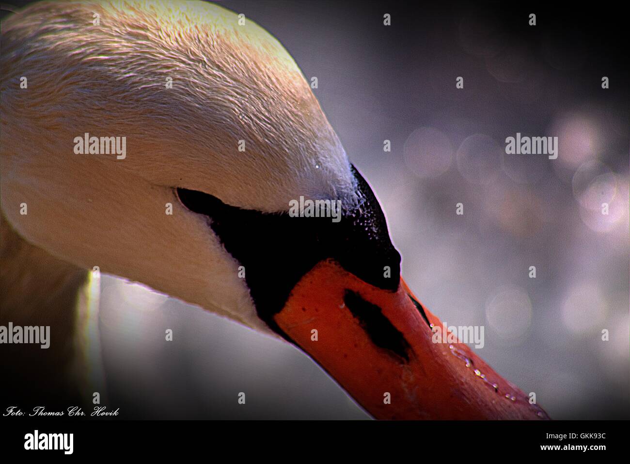 Wilderness bird hi-res stock photography and images - Alamy