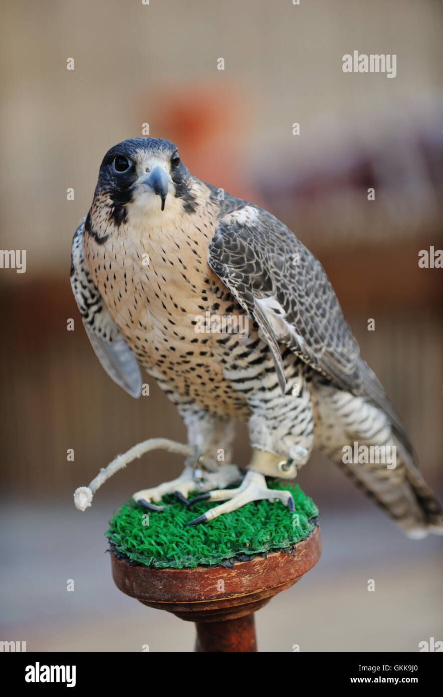 arab falcon bird Stock Photo