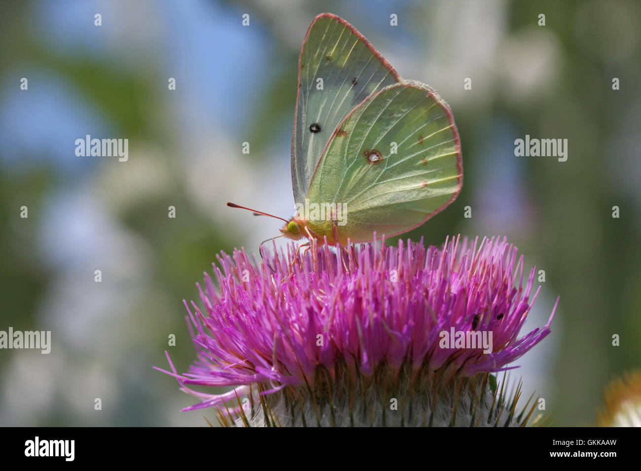 Clouded Sulphur Butterfly Stock Photo