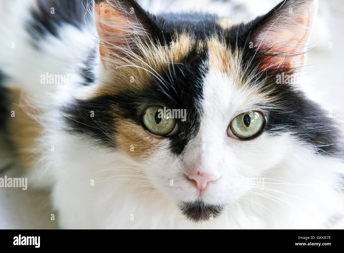 Dj kitty hi-res stock photography and images - Alamy
